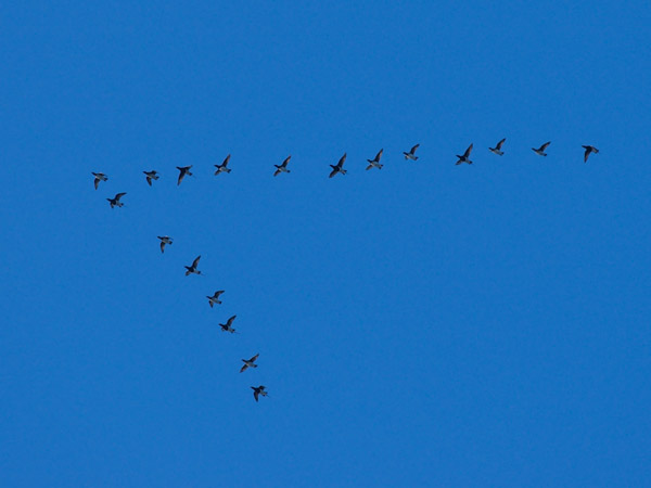 Alli, Long-tailed Duck, Clangula hyemalis